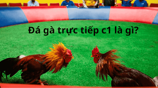 Đá Gà Trực Tiếp C1 Là Gì