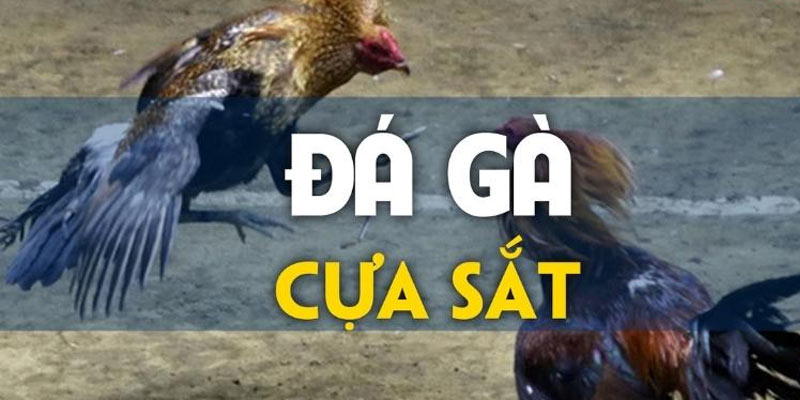 Kinh nghiệm khi tham gia đá gà cựa sắt