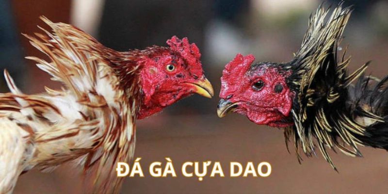 Tham Gia Đá Gà Cựa Dao Tại 98Win